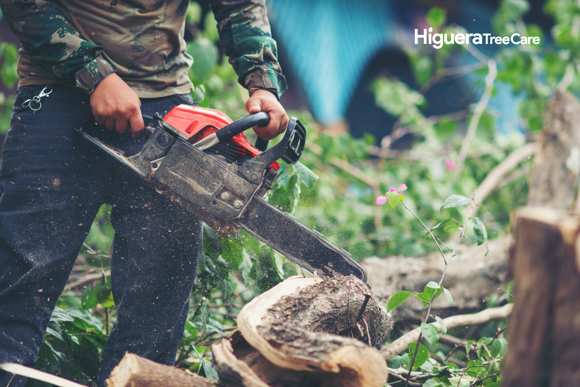 Why Tree Removal Is Important for San Diego Property Owners